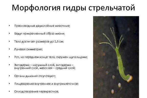 Кракен ссылка trikky