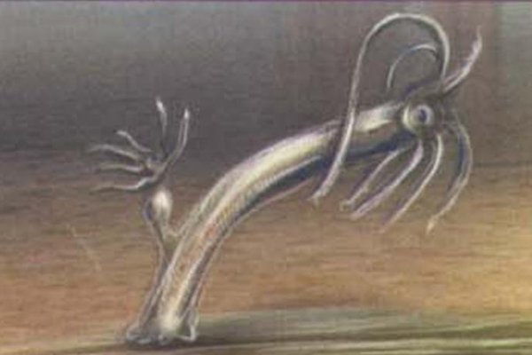 Kraken20at