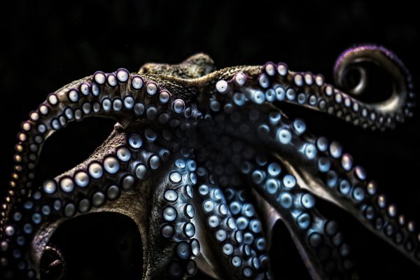 Kraken 18